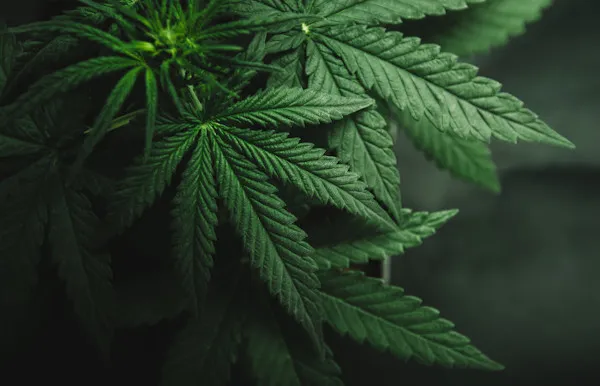 Drogas sintéticas Efeitos e consequências para a saúde 2 Drogas sinteticas Efeitos e consequencias para a saude1